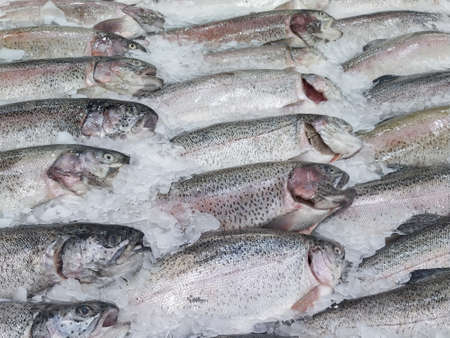 Fresh chilled fish lying on the ice. Fresh fish in the store Limited depth of field Close-upの写真素材