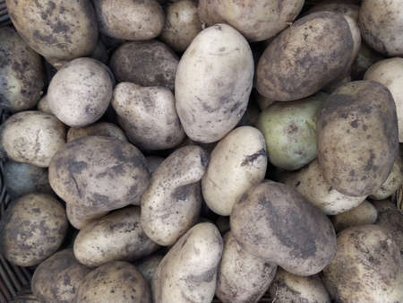 Raw potatoes, food background. Fresh potatoes Raw Organic Golden Potatoes in grocery store Close-upの写真素材