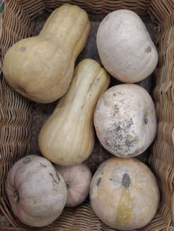Pumpkins for sale at the market with one white pumpkin Close-upの写真素材