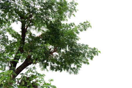 Branches and leaves of a tree isolated on backgroundの写真素材