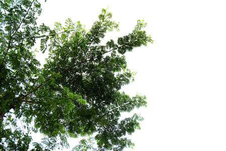 Branches and leaves of a tree isolated on backgroundの写真素材