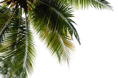 palm leaves of a tree isolated on backgroundの写真素材