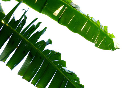 Banana leaves by cutting out the background.の写真素材