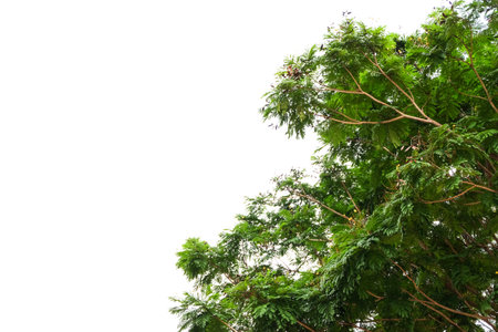 Branches and leaves of a tree isolated on backgroundの写真素材