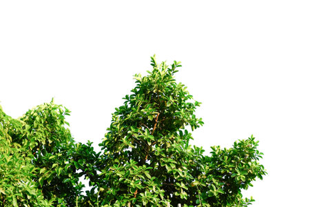 Branches and leaves of a tree isolated on backgroundの写真素材