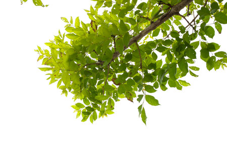Branches and leaves of a tree isolated on backgroundの写真素材