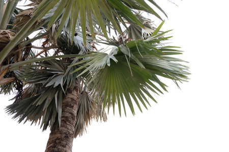palm leaves of a tree isolated on backgroundの写真素材