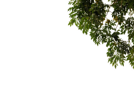 Branches and leaves of a tree isolated on backgroundの写真素材