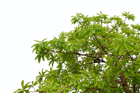Branches and leaves of a Milkwood pine tree isolated on backgroundの写真素材