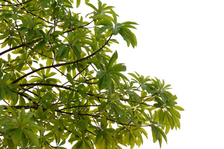 Branches and leaves of a tree isolated on backgroundの写真素材