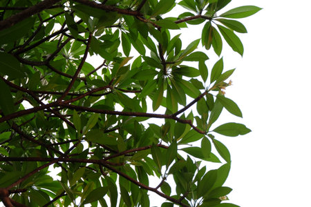 Branches and leaves of a Milkwood pine tree isolated on backgroundの写真素材