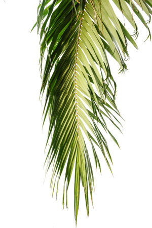 palm leaves of a tree isolated on backgroundの写真素材