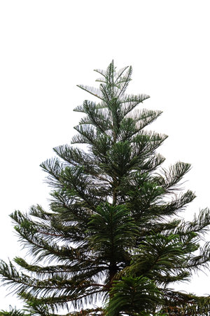Norfolk island pine, Araucaria columnaris  isolated on backgroundの写真素材