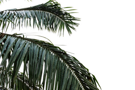 palm leaves of a tree isolated on backgroundの写真素材