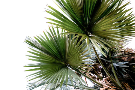 palm leaves of a tree isolated on backgroundの写真素材