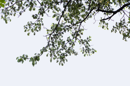 Branches and leaves of a tree isolated on backgroundの写真素材