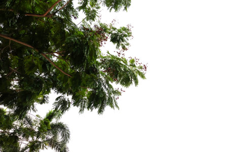 Branches and leaves of a tree isolated on backgroundの写真素材