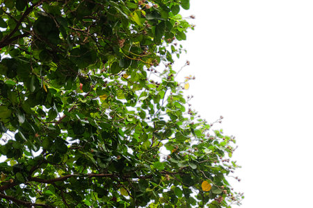Branches and leaves of a tree isolated on backgroundの写真素材