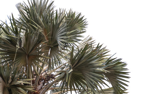 palm leaves of a tree isolated on backgroundの写真素材