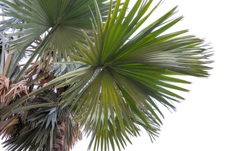palm leaves of a tree isolated on backgroundの写真素材