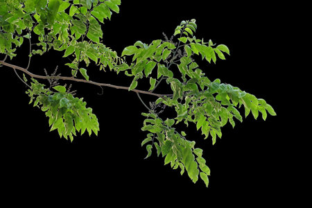 Branches and leaves of a tree isolated on backgroundの写真素材