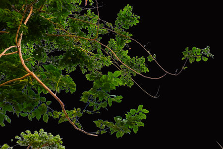 Branches and leaves of a tree isolated on backgroundの写真素材