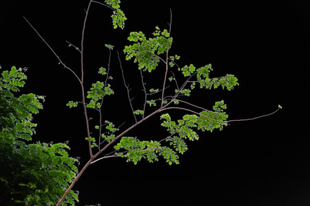 Branches and leaves of a tree isolated on backgroundの写真素材