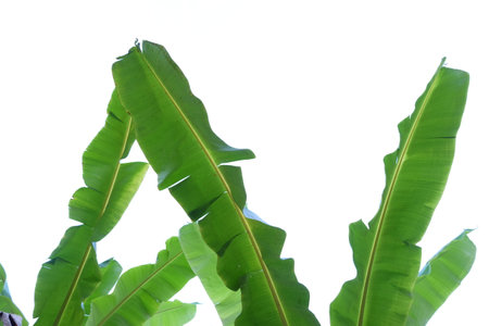 Leaves and banana plant cut out backgroundの写真素材
