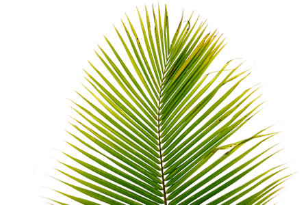 palm leaves and branches background cut outの写真素材