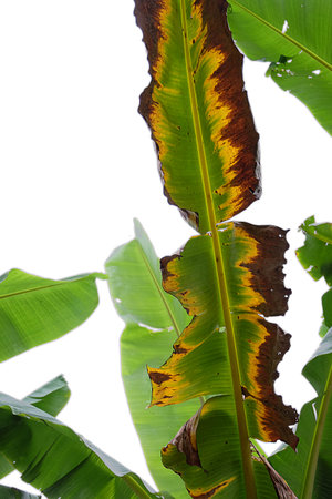 Leaves and banana plant cut out backgroundの写真素材
