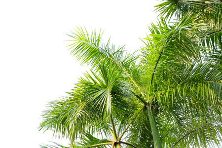 palm leaves of a tree isolated on backgroundの写真素材