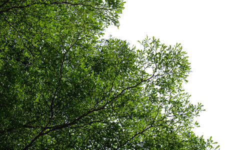 green leaves against the skyの写真素材