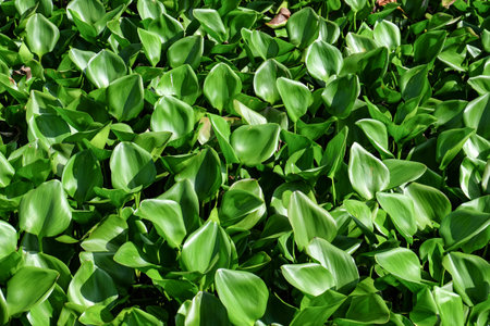 water hyacinths, weeds in rivers, canalsの写真素材