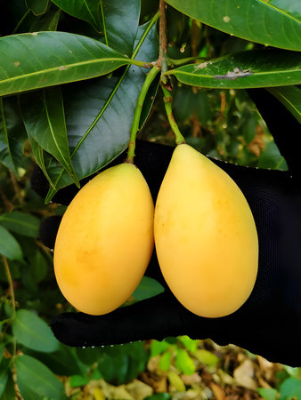 Marian plum or Maprang in hand on mango tree background.の写真素材