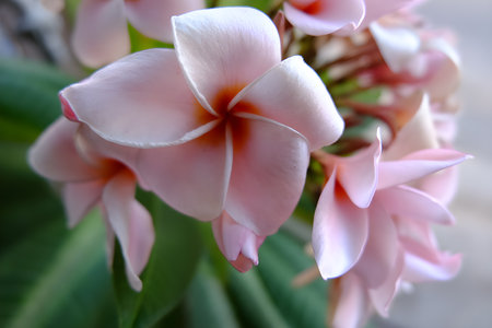 frangipani flowers in the garden. Pink and white flowers.の写真素材