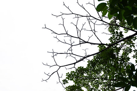 Tree branches isolated on white background. Nature background. Black tree branch.の写真素材