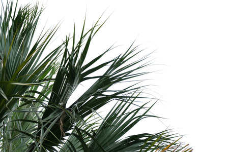 Palm tree isolated on white background with copy space for text.の写真素材