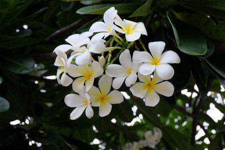 White frangipani flowers on the tree in the garden.の写真素材