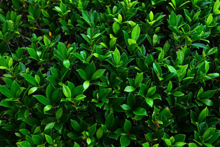 Green leaves background, green leaves background, green leaves background, green leaves background