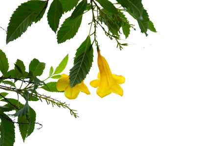 Yellow flower of Tecoma stans, isolated on white background.の写真素材