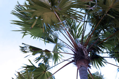 Palm tree with blue sky in the background. Selective focus.の写真素材