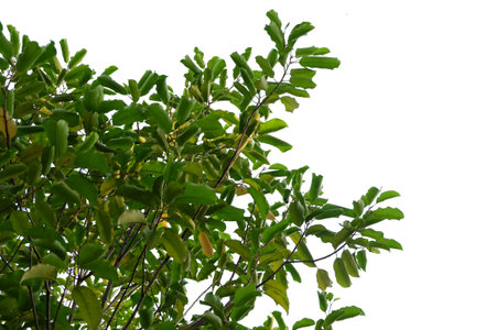 Green leaves isolated on white background, clipping paths included in file.の写真素材