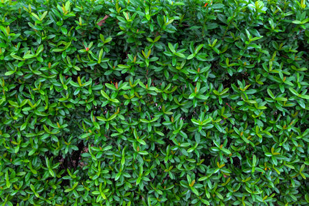 Green leaves background. Green leaves background. Green leaves background. Green leaves background.