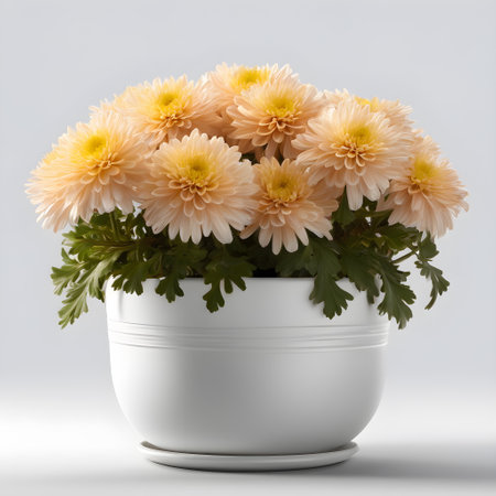 White chrysanthemums in a vase on a white backgroundの素材