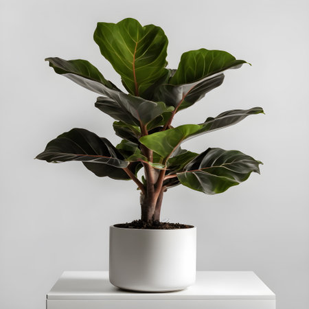 Ficus elastica plant in a white pot on a gray backgroundの素材