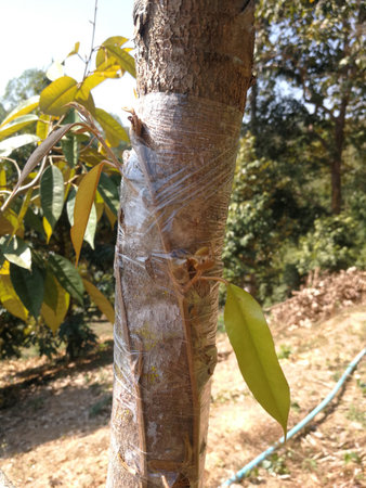 Grafting the Monthong durian tree, wrapping the tree with clear tape to cover the woundの写真素材