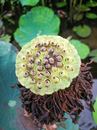 Close-up view of lotus seeds in a pond.の写真素材