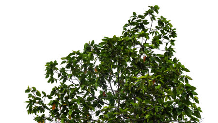 A tree with green leaves and brown branches against a white background, the leaves are dense and lush, the branches are thin and delicateの写真素材