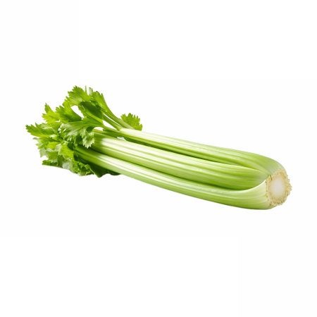 Minimalist style photo of single celeryの素材