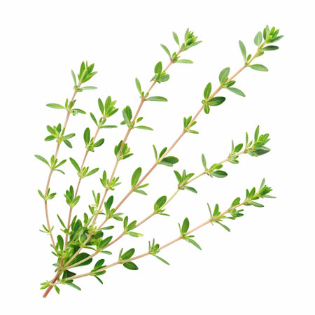 Floating composition of colorful thyme arranged in mid-air, isolated on transparent backgroundの素材